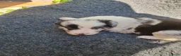 Border Collie dogs for sale: Gorgeous Border Collie Puppies - Advert 4