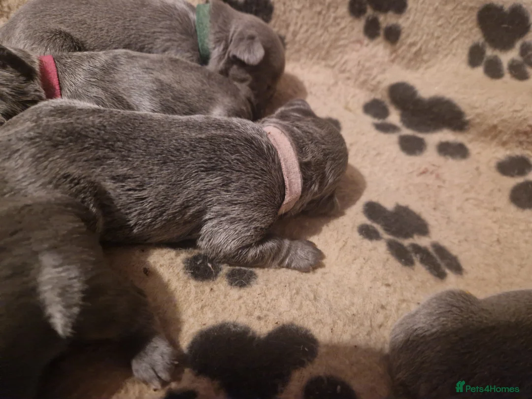French Bulldog dogs for sale: Lilac blue and merle frenchies  - Advert 10