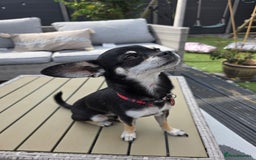 Chihuahua dogs for sale: Seeking a warm lap. - Image 2