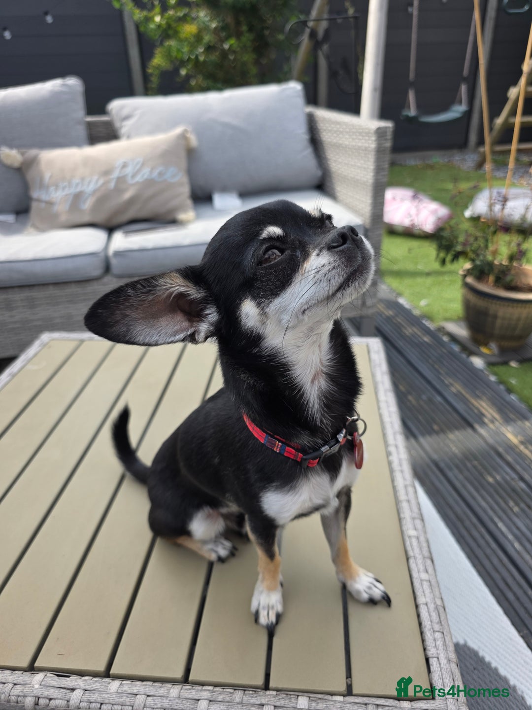Chihuahua dogs for sale: Seeking a warm lap. - Image 2