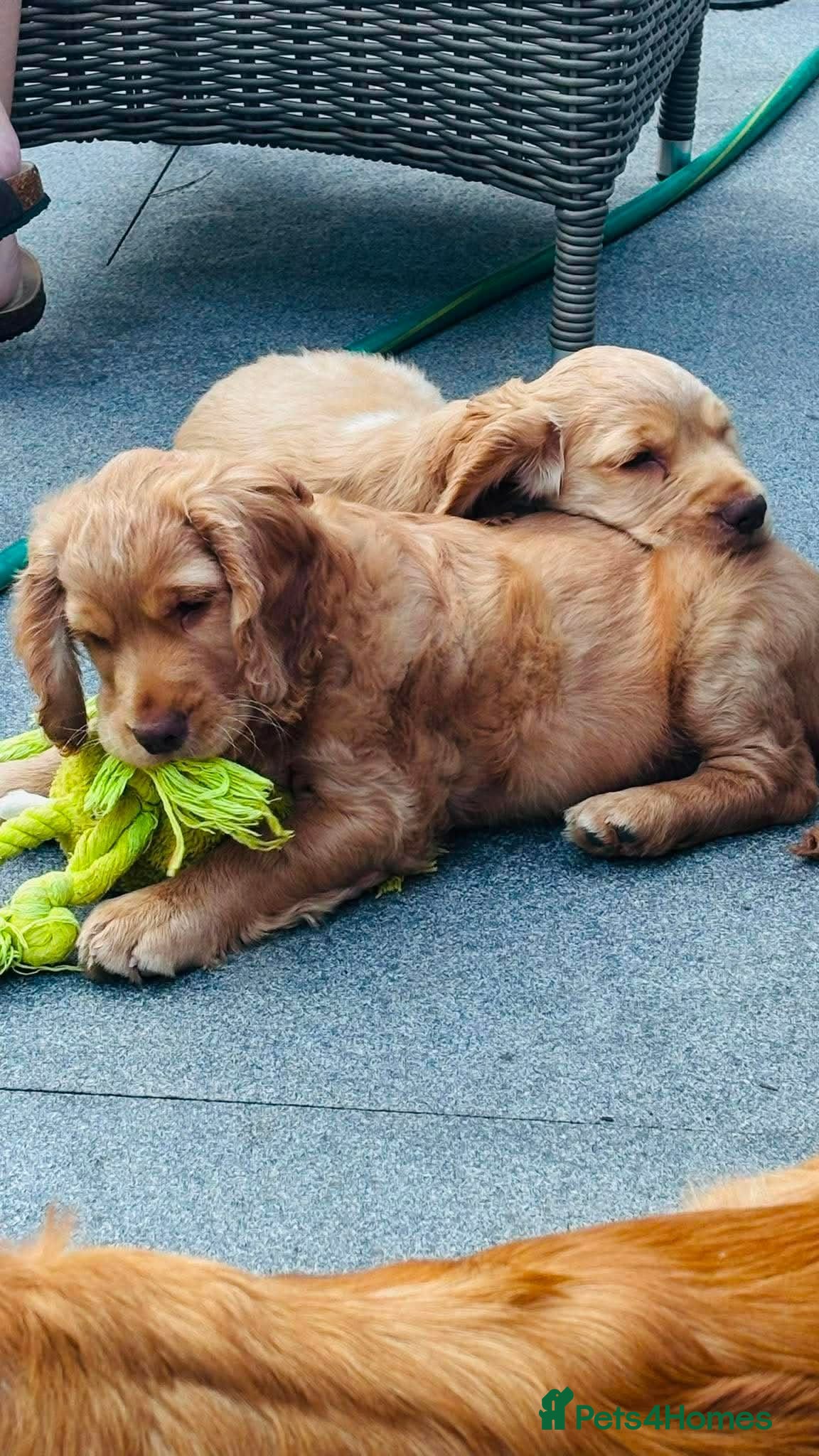 Cocker Spaniel dogs KC REGISTERED WORKING COCKER SPANIEL PUPPIES  - Advert 2