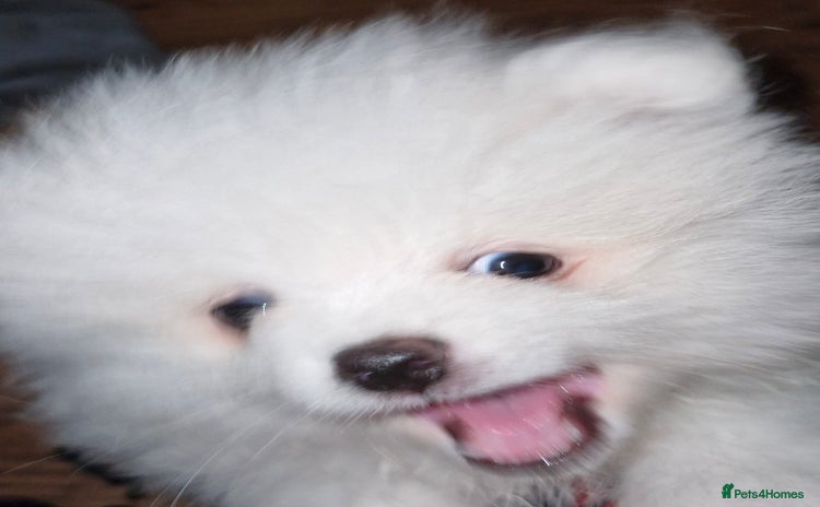 Pomeranian dogs - Advert 24