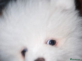 Pomeranian dogs - Advert 9