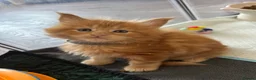 Maine Coon cats for sale: Stunning Red Kittens TICA reg  - Advert 26