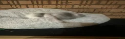 Mini Lop rabbits for sale: 6 x Harlequin Mini Lops in Abergele - Advert 6