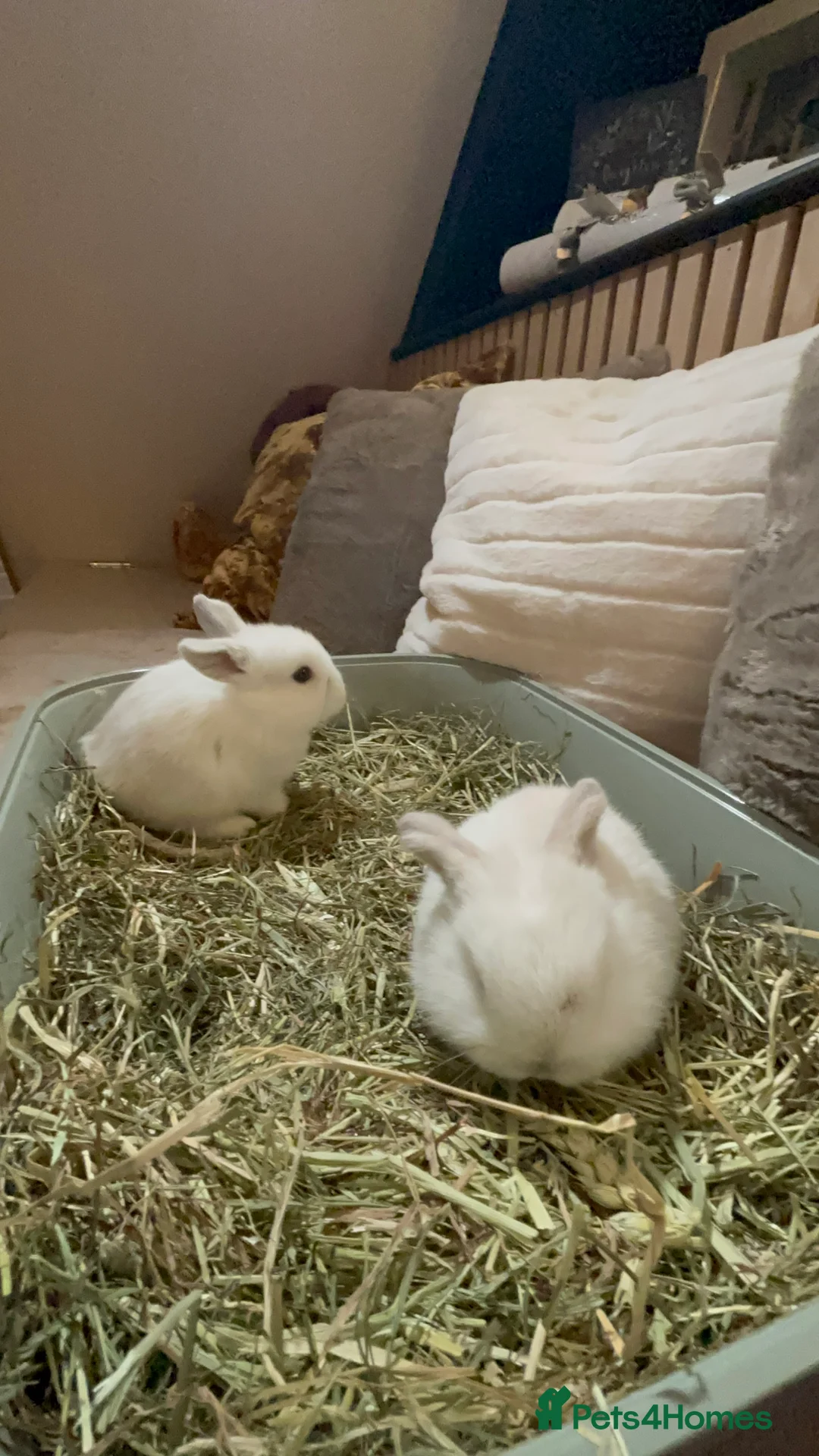 Mini Lop rabbits for sale: Pure Breed Mini Lop Butterfly new born bunnies  - Advert 37