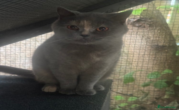 British Shorthair cats - Advert 3