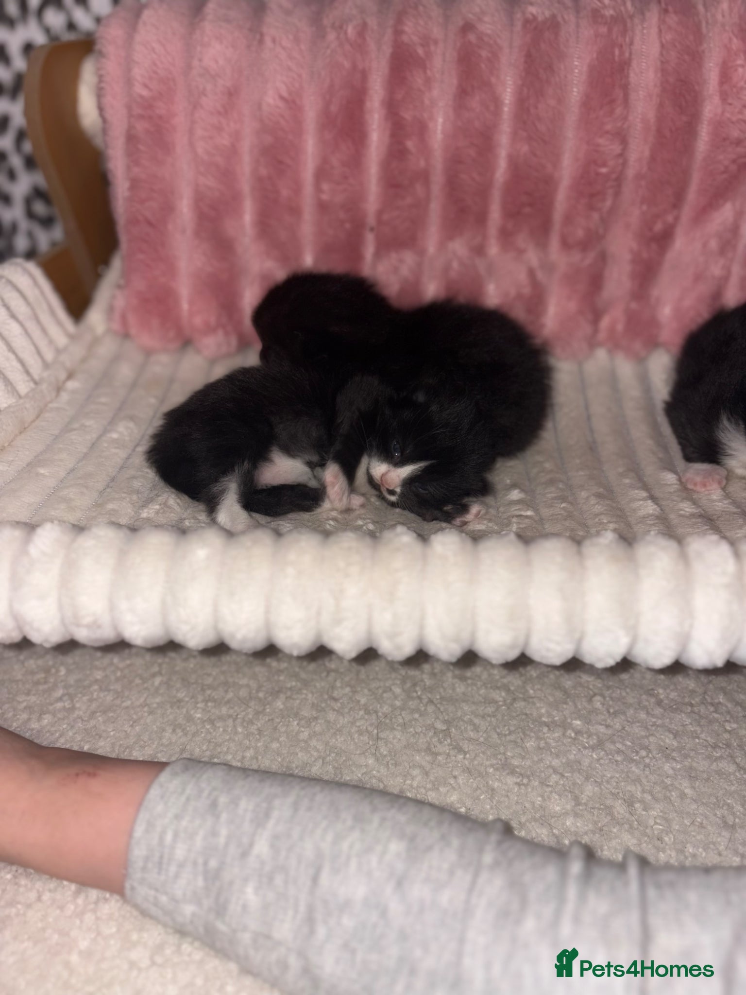 Mixed Breed cats Mixed breed kittens  - Advert 18