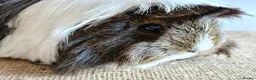 Guinea Pig rodents for sale: Various adult female guinea pig sows - Advert 4