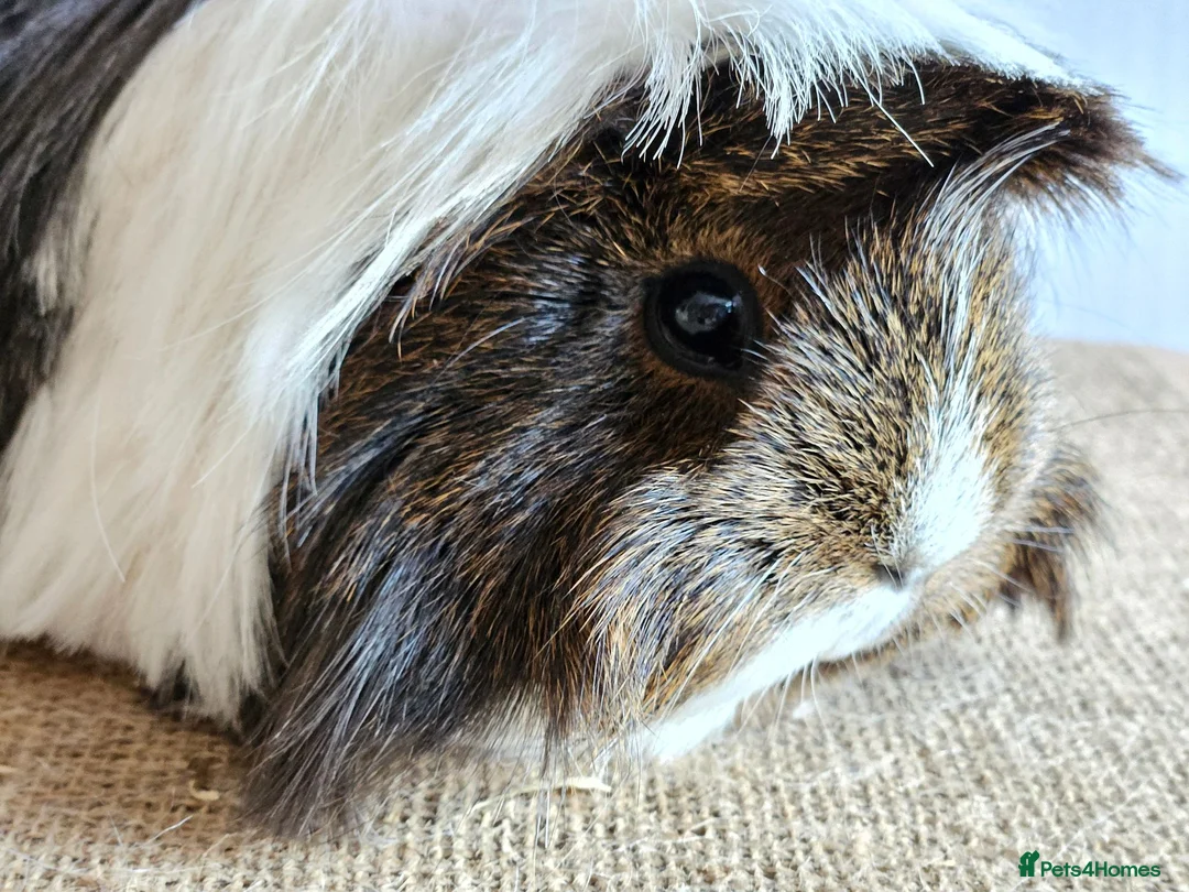 Guinea Pig rodents for sale: Various adult female guinea pig sows - Advert 4