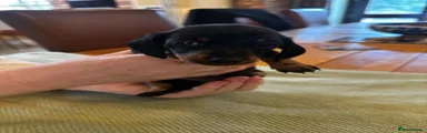 Miniature Dachshund Puppy 4