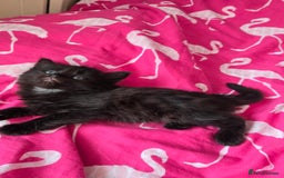 Mixed Breed cats for sale: 5 Kittens for sale - Image 17