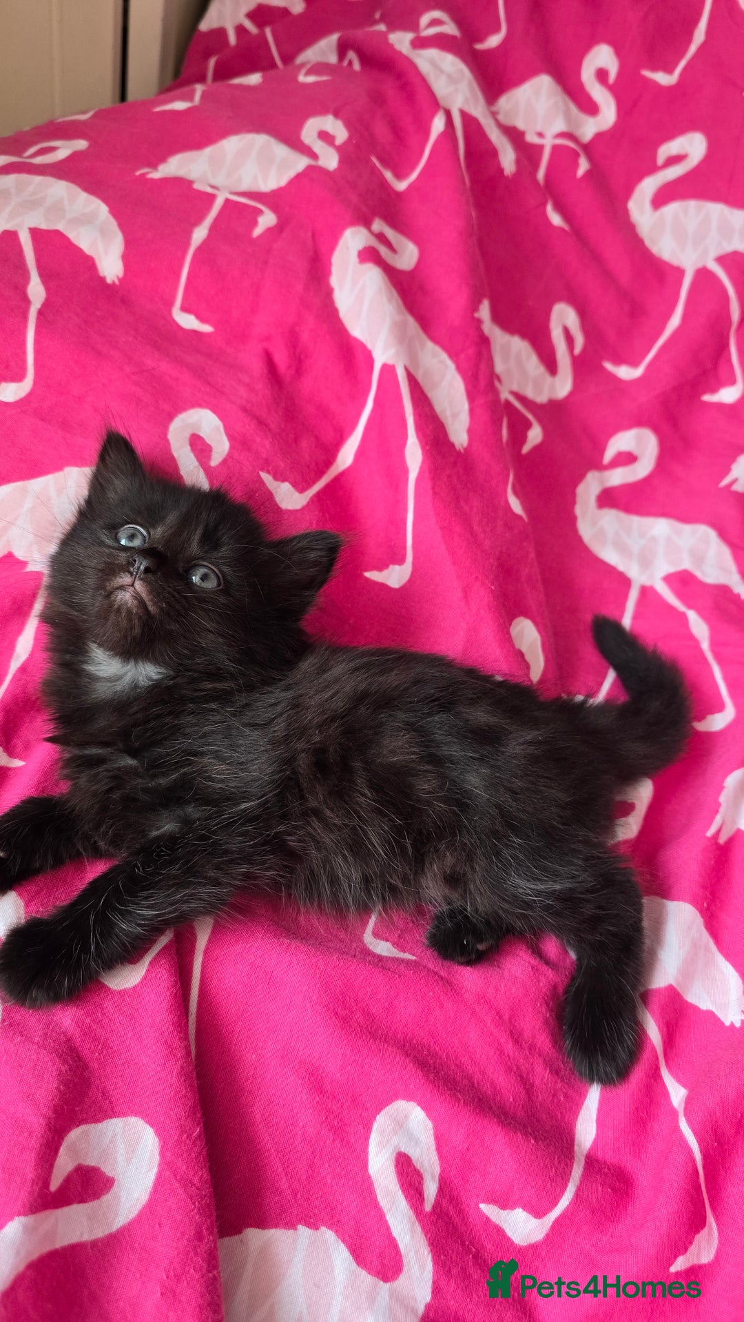 Mixed Breed cats for sale: 5 Kittens for sale - Image 17