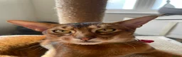 Abyssinian cats for sale: Handsome Abyssinian Boy in Stafford - Advert 1