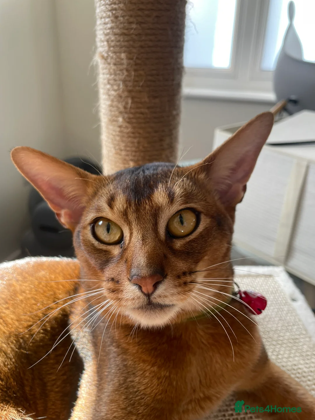Abyssinian cats for sale: Handsome Abyssinian Boy in Stafford - Advert 1