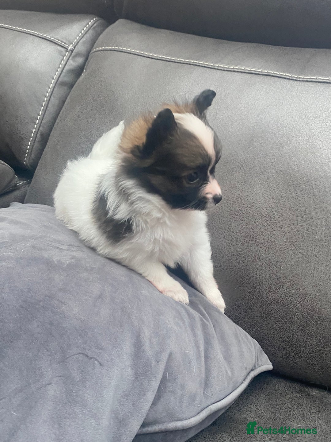 Papillon dogs for sale: Beautiful papillon girls - Advert 1