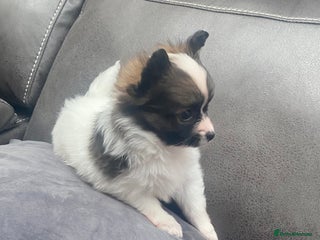 Papillon dogs Beautiful papillon girls - Advert 17