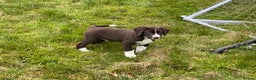 Mixed Breed dogs for sale: Sprollie pups for sale - Advert 23