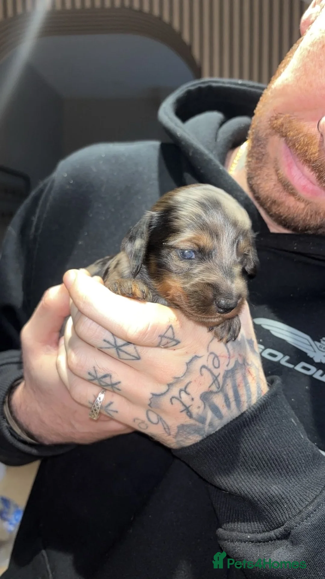 Miniature Dachshund dogs for sale: Miniature dachshund puppies - Advert 9