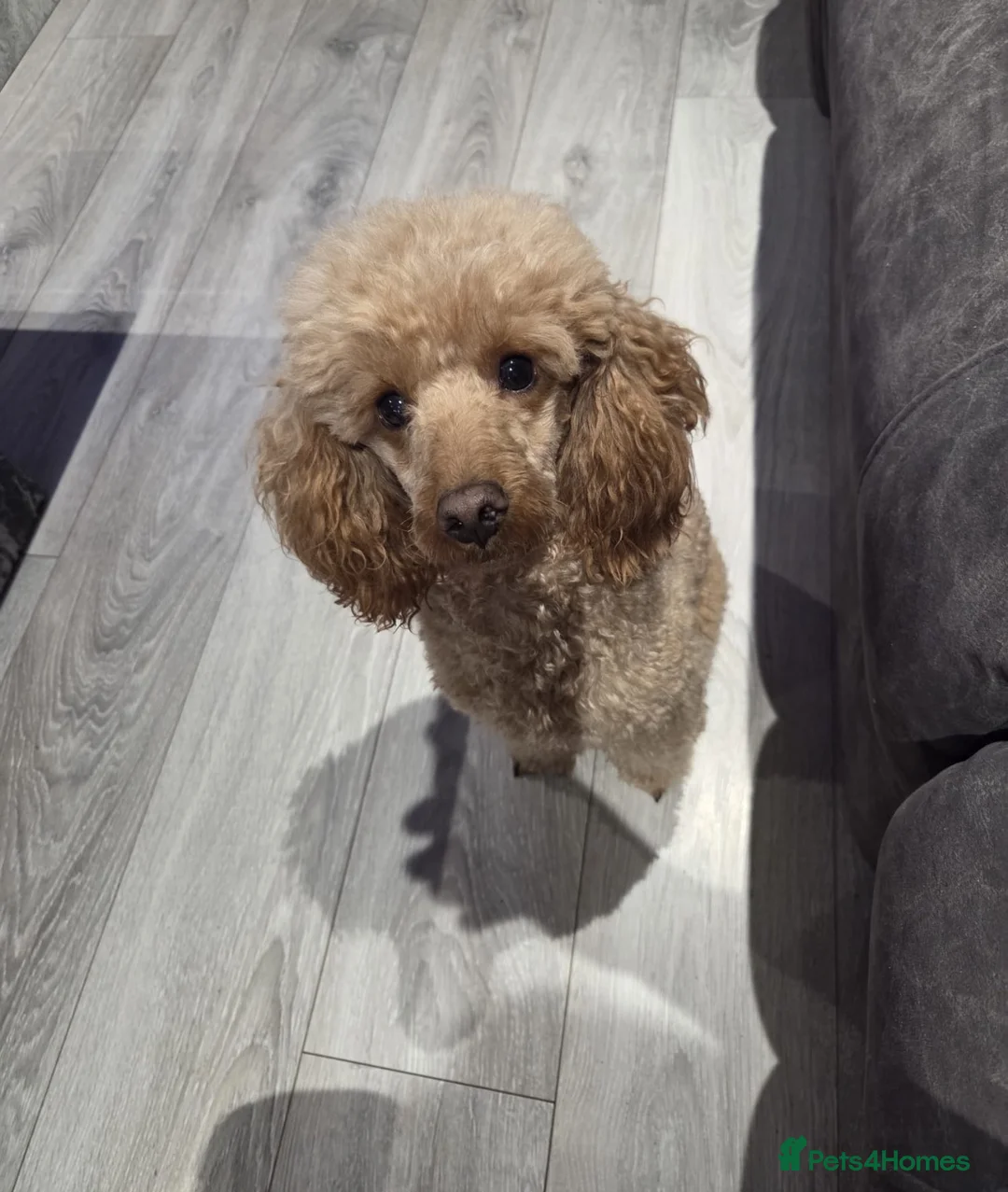 Cavapoo dogs for sale: F1 cavapoo puppies  - Advert 6