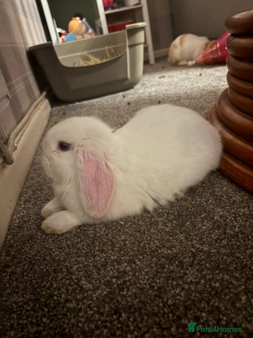 Mini Lop rabbits for sale: Gorgeous Mini Lop Baby Bunnies - 2 left - Advert 4