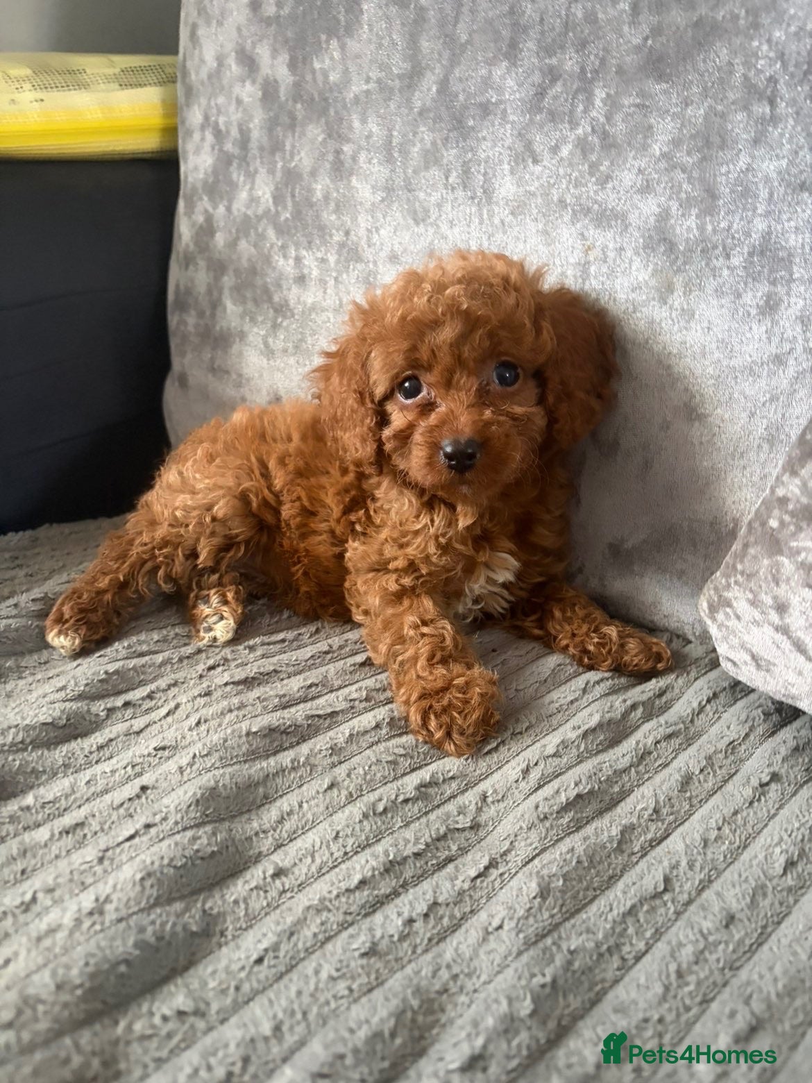 Cavapoo dogs 1 Stunning Redfox F1B teddy toy cavapoo available  - Advert 2