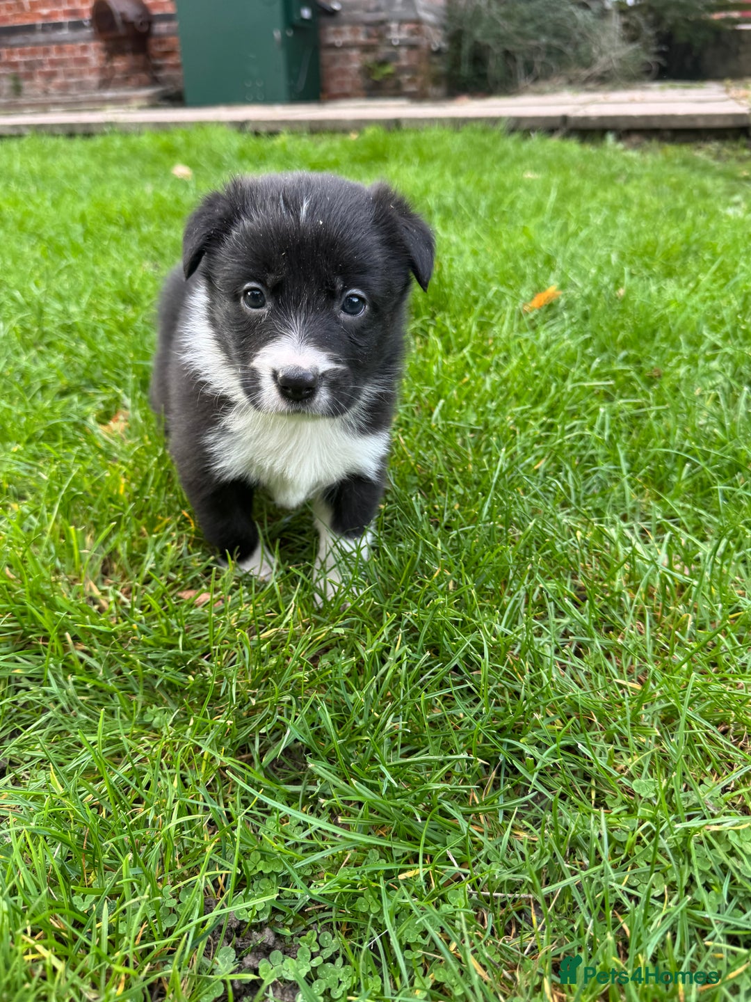 Border Collie dogs for sale: Pure Bred Border Collie Puppies For Sale - Image 5