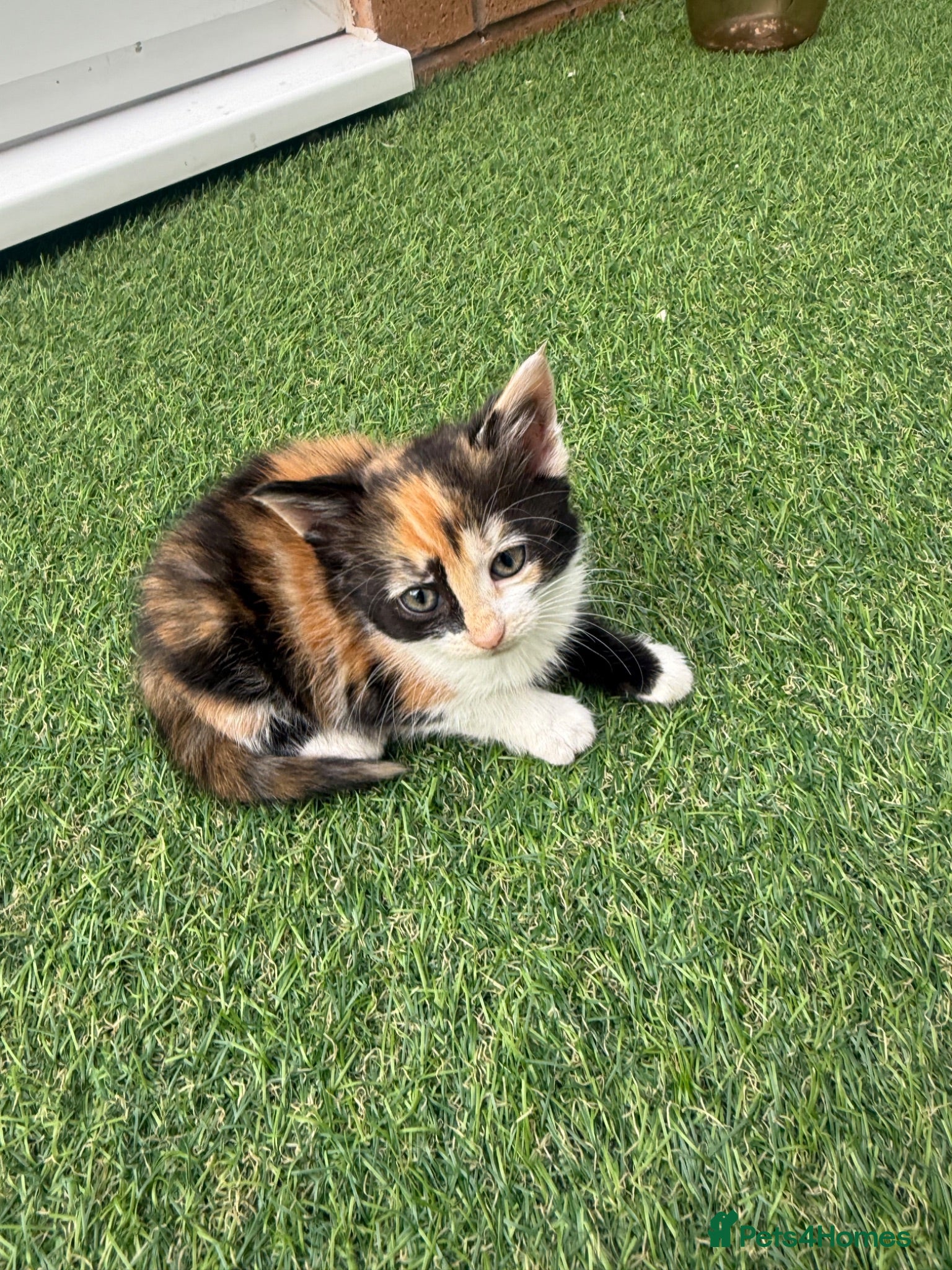 Mixed Breed cats 8 kittens available  - Advert 1