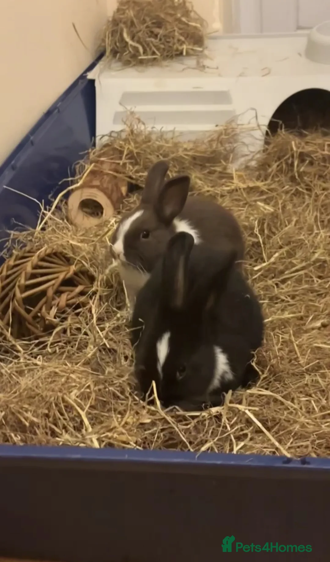 Mixed Breed rabbits for sale: Looking to rehome for free must have cage  in London - Advert 2