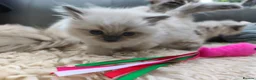Ragdoll cats for sale: Gorgeous Snow Leocats: RagdollxSiberianxHimalayan! - Advert 9