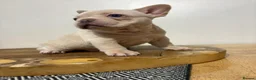 French Bulldog dogs for sale: French bulldog puppies  - Advert 5