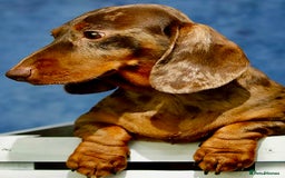 Miniature Dachshund dogs for adoption: Pickle: The Dog They Left to Die - Image 2