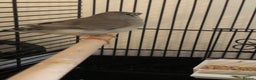 Finches birds for sale: 2 baby zebra finches - Advert 5