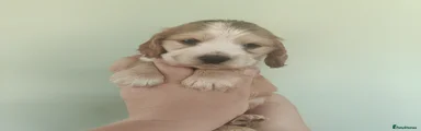Puppy 7