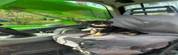 Australian Kelpie dogs for sale: Kelpie Pups for Sale - Advert 5