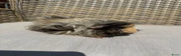 Guinea Pig rodents for sale: 5 Handsome long haired male guinea pigs. - Advert 7