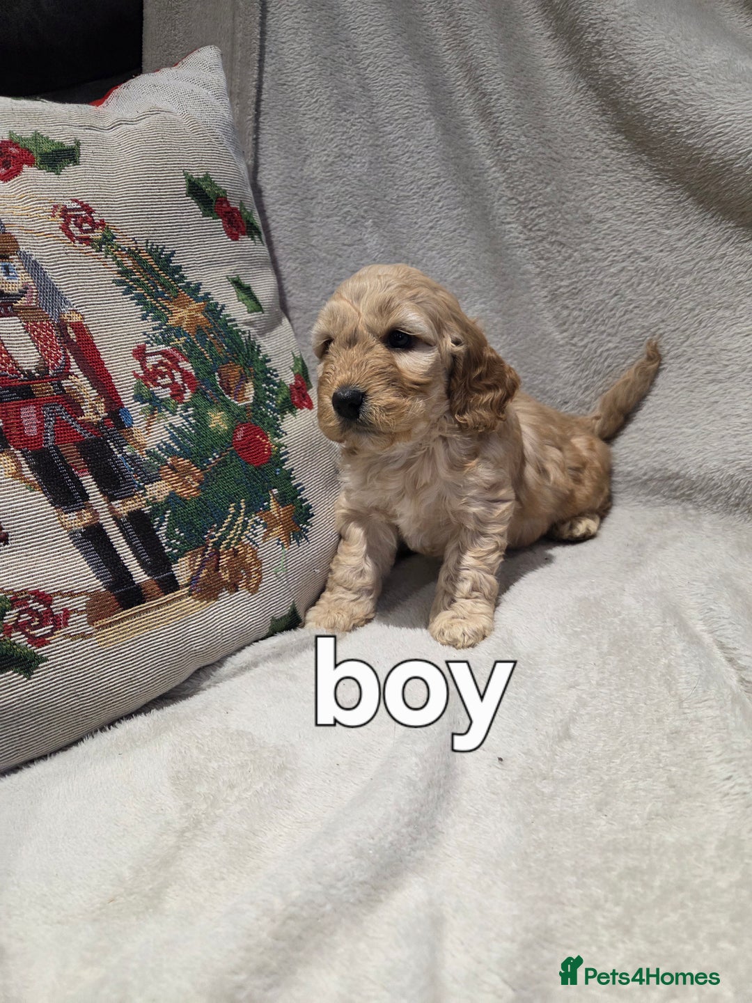 Cockapoo dogs for sale: Cockapoo puppys - Advert 4