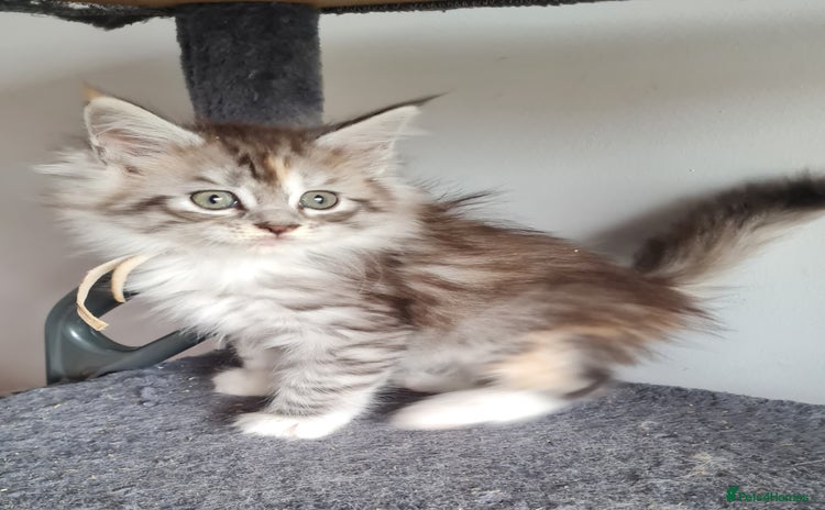 Maine Coon cats - Advert 8
