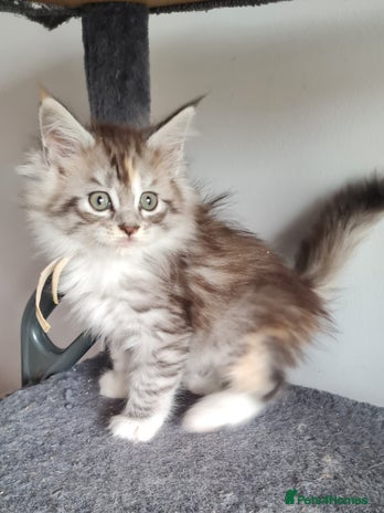 Maine Coon cats - Advert 13