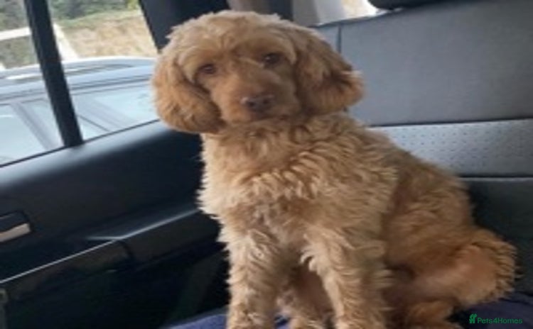 Cockapoo dogs in Haddington - Advert 7