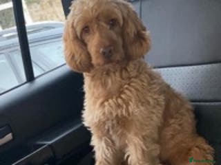 Cockapoo dogs BAXTER Makes Beautiful Babies 🐾 in Haddington - Advert 7