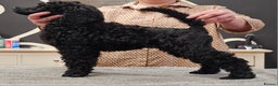 Standard Poodle dogs for sale: KC Standard poodle puppies🐩 - Advert 13