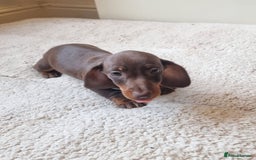 Miniature Dachshund dogs for sale: Gorgeous Mini Smooth Dachshunds Ready Now - Image 12