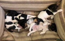 Jack Russell dogs for sale: Heavenly Jack Russell puppies - Image 4