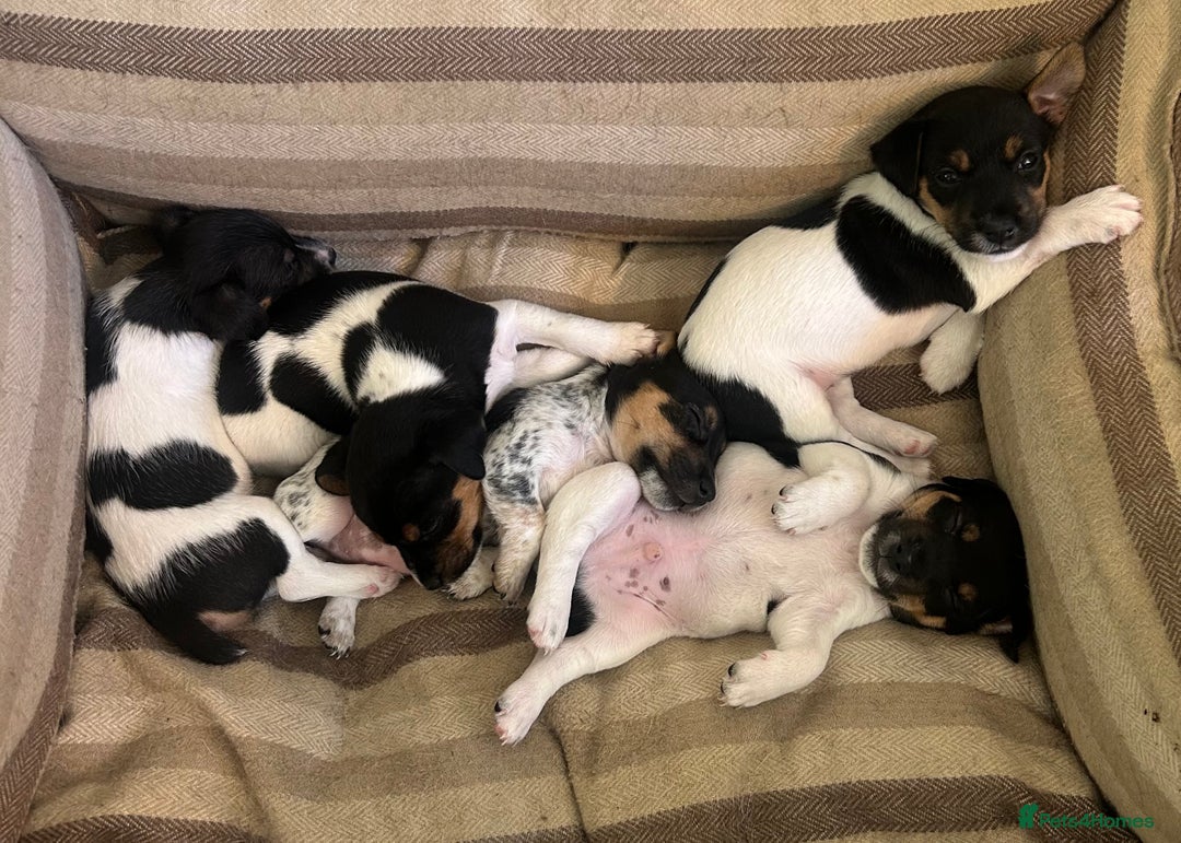Jack Russell dogs for sale: Heavenly Jack Russell puppies - Image 4