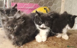 British Longhair cats for sale: British long hair kittens - Advert 4