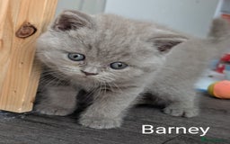 British Shorthair cats for sale: GCCF Registered British Shorthair Kittens for Sale - Image 9