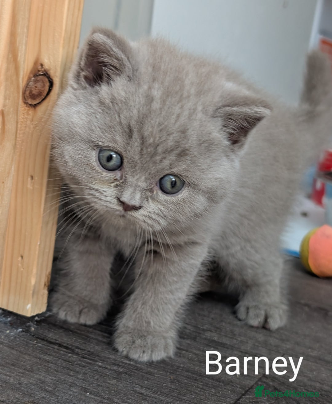 British Shorthair cats for sale: GCCF Registered British Shorthair Kittens for Sale - Image 9