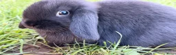 Mini Lop rabbits for sale: 4 mini lop rabbits for a good home  in Leeds - Advert 3