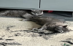 British Shorthair cats for sale: Beautiful British shorthair female kittens - Image 13